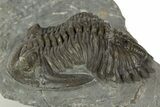 Detailed Hollardops Trilobite Fossil - Ofaten, Morocco #345167-3
